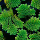 Azolla pinnata